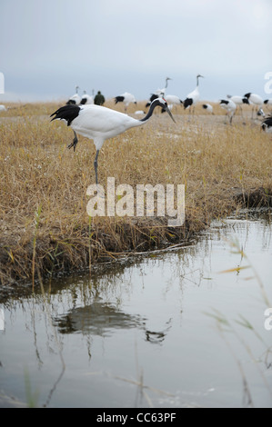 Red-crowned Crane, Zhalong Nature Reserve, Qiqihar, Heilongjiang , China Stock Photo