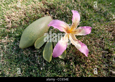 Flower and seed pod of a Kapok tree of the  family Malvaceae, Ceiba Pentandra Stock Photo