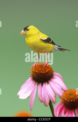 American Goldfinch singing perched atop Purple Coneflowers - vertical Stock Photo