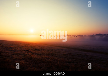 Flock of wild ducks flying in the sunrise. Richmond Park, London, England, UK. Stock Photo