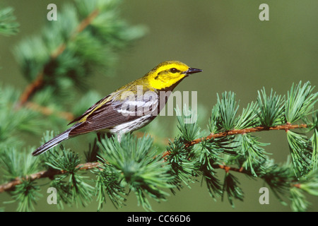 Black throated Green Warbler perched on tamarac Stock Photo