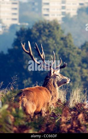 Red deer and Roehampton block of flats in the background Richmond Park, London, UK Stock Photo
