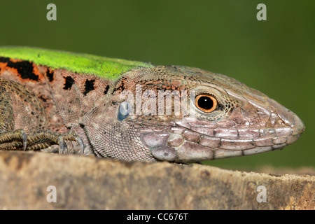 The Giant Ameiva (Ameiva ameiva), also known as Green Ameiva, South American Ground Lizard, and Amazon Racerunner, in Peru Stock Photo