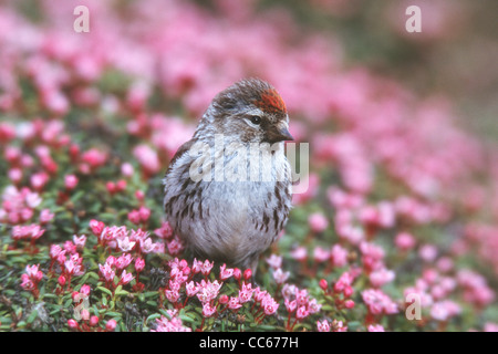 Common Redpoll in Moss Campion Stock Photo