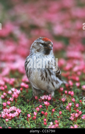 Common Redpoll in Moss Campion wildflowers - vertical Stock Photo