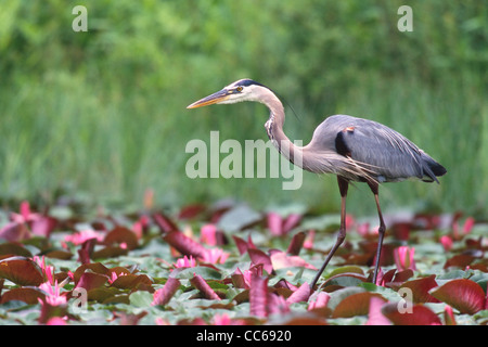 Great Blue Heron wading in pond with pink water lilies Stock Photo
