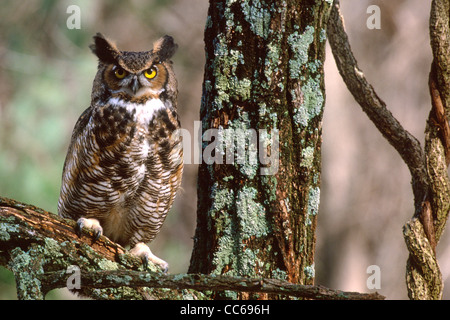 Great-horned Owl Stock Photo