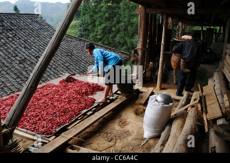 Red Yao woman drying cayenne pepper, Huangluo Yao Village, Longsheng, Guilin, Guangxi , China Stock Photo