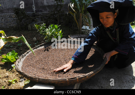 Heiyi Zhuang woman drying beans, Napo Heiyi Zhuang Folk Area, Baise, Guangxi , China Stock Photo