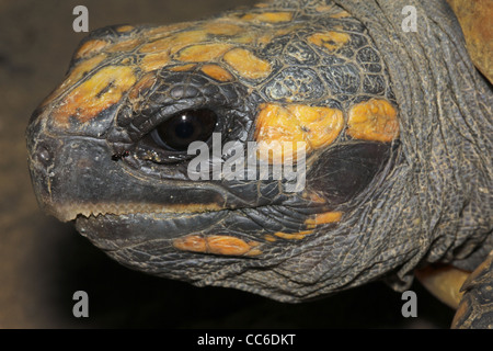 Yellow Footed Amazon Tortoise (Geochelone denticulata) in the WILD in the Peruvian Amazon Stock Photo