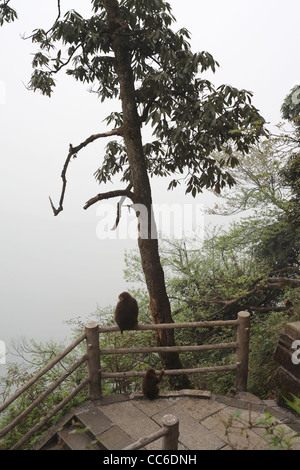 Monkey standing on railing, Mount Emei, Leshan, Sichuan , China Stock Photo