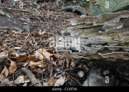 turkeytail fungus in forest near Sparken Hill, Worksop, Notts, England, UK Trametes versicolor (Coriolus versicolor) Stock Photo