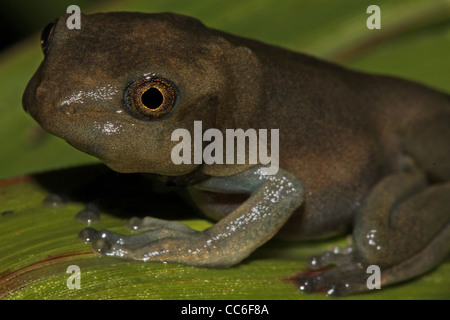 Metamorphosing Tadpole of a Map Treefrog (Hypsiboas geographicus) in the Peruvian Amazon Stock Photo
