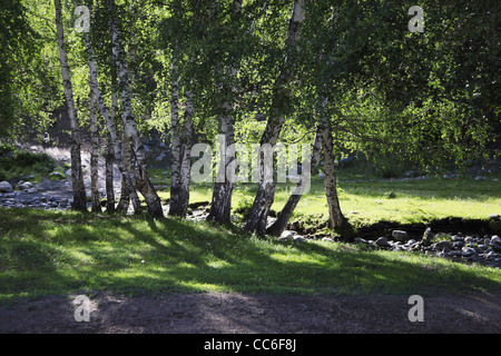 Betula papyrifera in a row, Altay Prefecture, Xinjiang, China Stock Photo