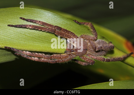 A LARGE, HAIRY, YELLOW spider in the Peruvian Amazon TERRIFYING closeups of some creepy crawlies Stock Photo