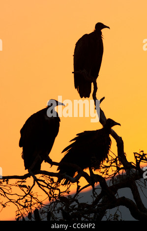 Silhouette of three White-backed Vultures Stock Photo
