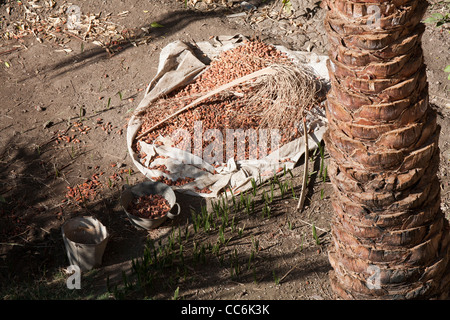 Dates drying in the sun in a garden in Luxor Egypt Stock Photo