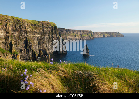 Summer Harebells beneath the Cliffs of Moher, The Burren, County Clare, Ireland. Stock Photo