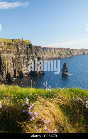 Summer Harebells beneath the Cliffs of Moher, the Burren, County Clare, Ireland. Stock Photo