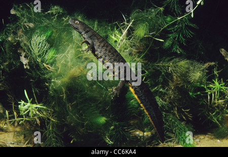 Great Crested or Warty Newt Triturus cristatus underwater UK Stock Photo