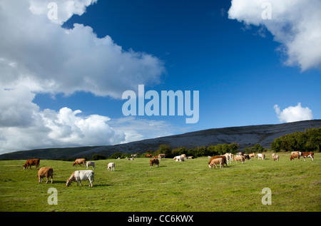 Cattle grazing in a field, The Burren, County Clare, Ireland. Stock Photo