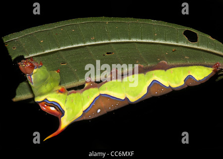 A brightly coloured caterpillar in the Peruvian Amazon Stock Photo