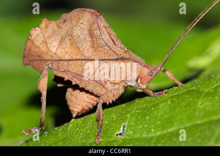 An interesting dead-leaf mimic bug in the Peruvian Amazon