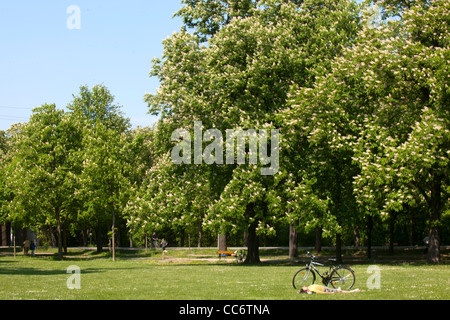 Österreich, Wien II, Prater, mit blühenden Bäumen im Frühling. Stock Photo