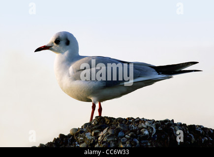 Adult Little Gull (Larus minutus) in winter plumage Stock Photo