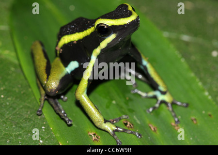 A magnificent Three-striped Poison Arrow Frog (Ameerega trivittata) in the Peruvian Amazon Stock Photo