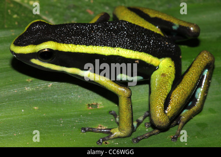 A magnificent Three-striped Poison Arrow Frog (Ameerega trivittata) in the Peruvian Amazon Stock Photo