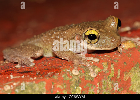 A Buckley's Slender-legged Treefrog (Osteocephalus buckleyi) in the Peruvian Amazon Stock Photo