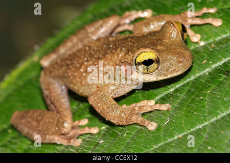 A Buckley's Slender-legged Treefrog (Osteocephalus buckleyi) in the Peruvian Amazon Stock Photo