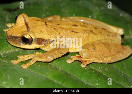 A Cayenne Slender-legged Treefrog (Osteocephalus leprieurii) in the Peruvian Amazon