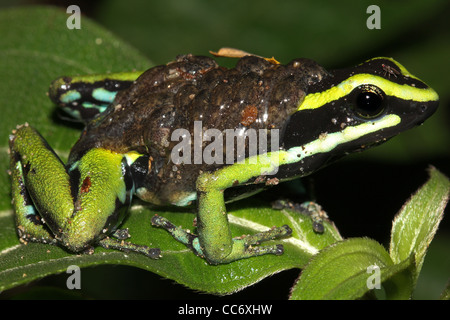 A magnificent Three-striped Poison Arrow Frog (Ameerega trivittata) carries tadpoles on its back in the Peruvian Amazon Stock Photo