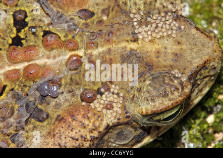 A toad is heavily parasitised by ticks and mites in the Peruvian Amazon