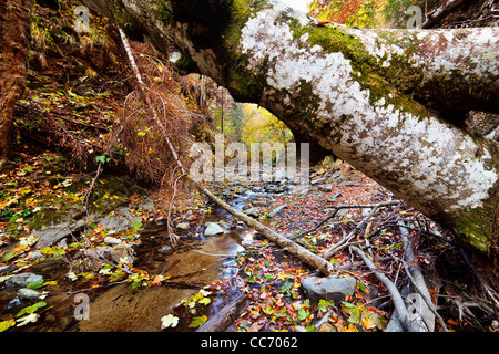 Landscape with fallen trees and a creek in the autumn Stock Photo