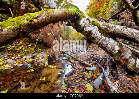 Landscape with fallen trees and a creek in the autumn Stock Photo