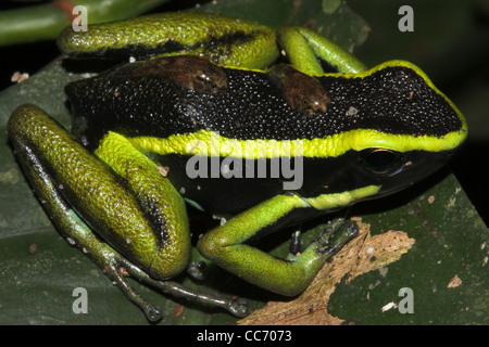 A magnificent Three-striped Poison Arrow Frog (Ameerega trivittata) carries tadpoles on its back in the Peruvian Amazon Stock Photo