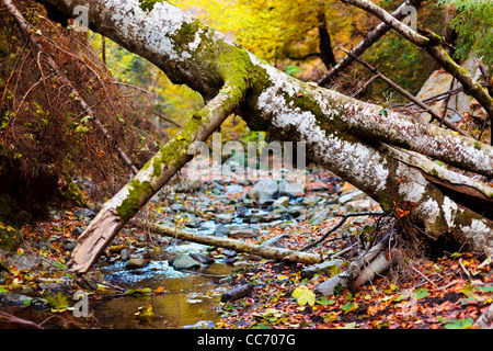 Landscape with fallen trees and a creek in the autumn Stock Photo