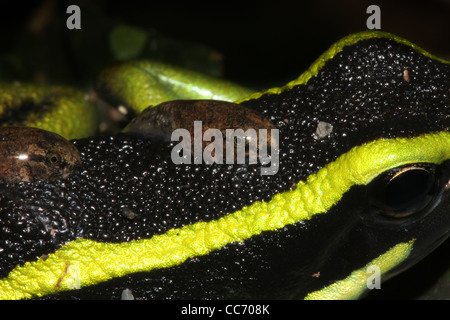 A magnificent Three-striped Poison Arrow Frog (Ameerega trivittata) carries tadpoles on its back in the Peruvian Amazon Stock Photo