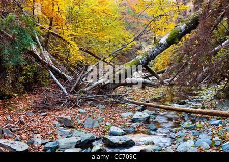 Landscape with fallen trees and a creek in the autumn Stock Photo