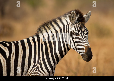 A Burchell's Zebra grazing. Stock Photo