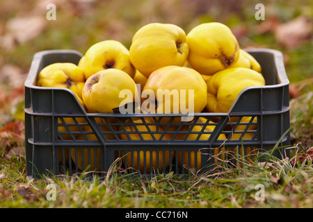 Freshly harvested quinces in a crate on the grass Stock Photo