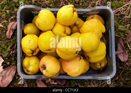 Freshly harvested quinces in a crate on the grass Stock Photo