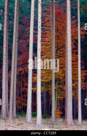 Norway Spruce (Picea abies) and Beech Tree (Fagus sylvatica), Mixed Forestry in Autumn Colour, Bramwald, Lower Saxony, Germany