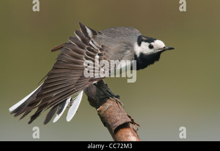 White wagtail (Motacilla alba) perched on branch stretching wing Stock Photo