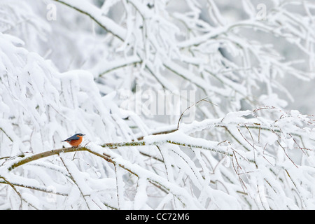 Eurasian Nuthatch (Sitta europaea) sitting in snow covered tree in winter, the Netherlands Stock Photo