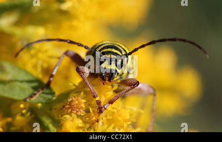 Locust borer beetle feeding goldenrod flower prairie Stock Photo