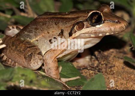 The Bolivian Toad-Frog (Leptodactylus bolivianus) in the Peruvian Amazon Stock Photo
